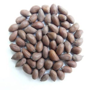 Cotton Seeds Wholesale