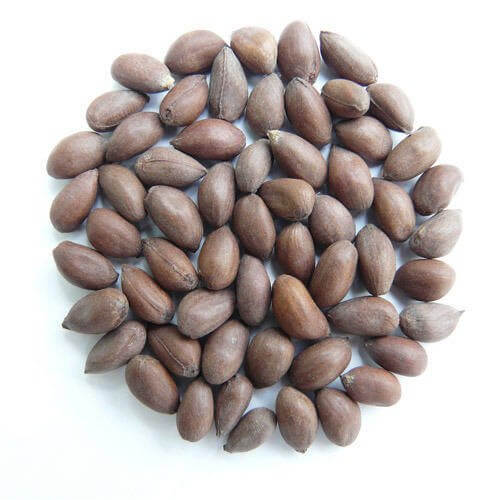 Cotton Seeds Wholesale
